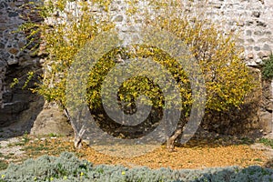 Two Small Trees against a Medieval Building Wall