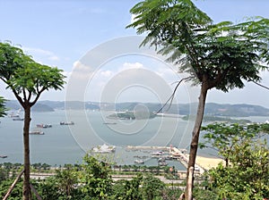 Two small trees ,distant bay