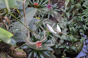 Two small white birds on a branch