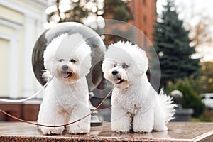 Two small white puppy Bichon Frize stay and look away on the street