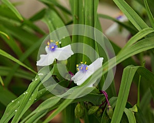 Two small white Widows Tears blooms in the front garden