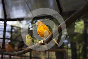 Two small yellow canaries sitting on a branch