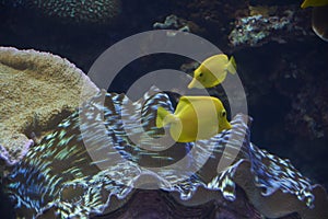 Two small yellow fish in the ocean photo