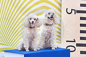 Two smart poodles are sitting on the large book, concept of study