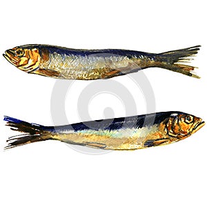 Two smoked sprats fish closeup isolated, watercolor illustration on white photo