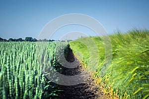 Two smooth, clean wheat fields and hybrid barley, separated by a thin stripe of soil, against the sky