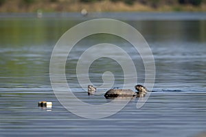 Two Smooth coated otter or Lutrogale perspicillata in ramganga river water at dhikala zone of jim corbett national park