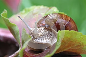 Two snail