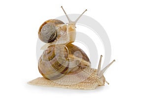 Two snail.