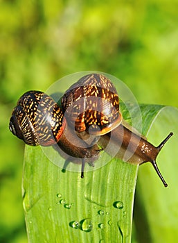 Two Snail