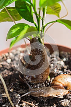 Two snail crawl and play in a pot with plant