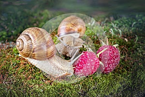 Two snail crawling on the moss and raspberries in the forest