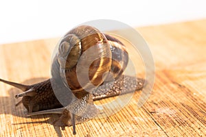 Two snail crawling on a wooden table