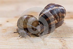 Two snail crawling on a wooden table