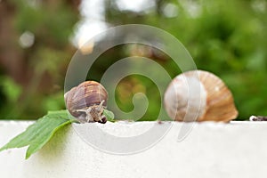Two snail in the garden on the grass
