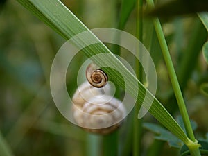 Two snail in the grass