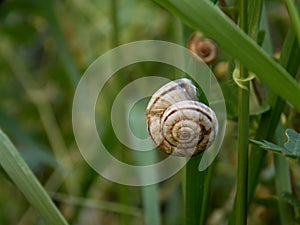 Two snail in the grass