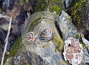 Two snail mates perched on the edge of a moss covered rock in sp
