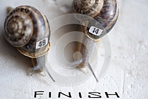 Two Snail in a running race