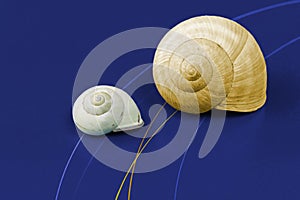 Two Snail Shells on a Green Background