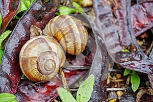 Two snail shells in the nature close up view on humid rainy weather