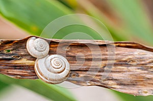 Two snail shells on plant closeup