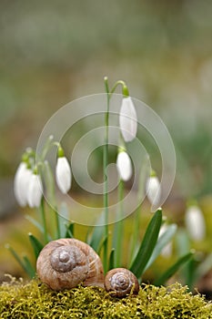 Two snail shells with snowdrops