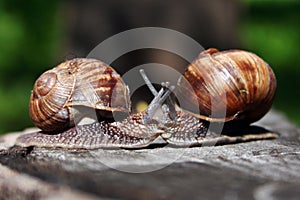 Two snails