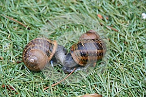 Two snails