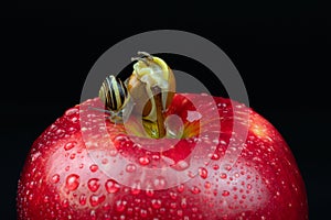 Two snails on an apple