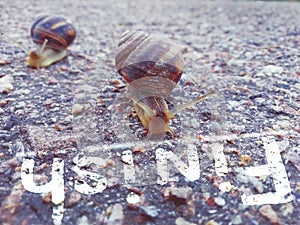 Two snails on the asphalt, the finish line and the inscription finish.