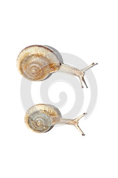 Two snails