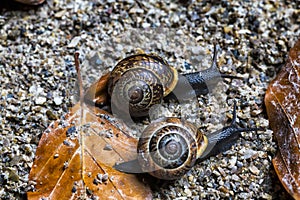 Two Snails Competing with Each Other on an Autumn Background