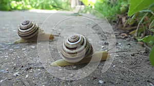 Two snails crawl on stone background. Cochleas creep in one direction. Closeup view