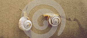 Two snails crawling on a brown wall