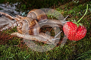 Two snails crawling on the moss among the berries in the forest