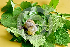 Two snails are crawling over the leaves.