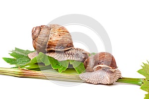 Two snails crawling on the vine with leaf white background