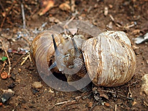 Two snails cuddling looking at each other