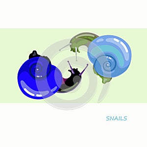 Two snails, drawing in vector. Blue shell, light background.