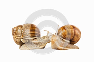 Two snails drawn to each other isolated on a white background. C