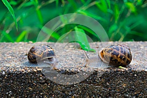 Two snails facing on a wall