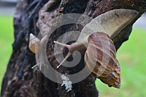 Two Snails Family Crawling On A Wet Tree After Rains