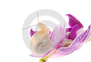 Two snails on the flowers (isolated on white)