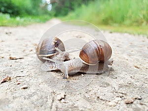 Two snails on the forest road