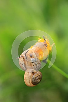 Two snails