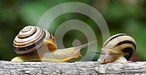 Two snails in a garden