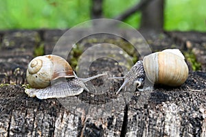 Two snails in the garden