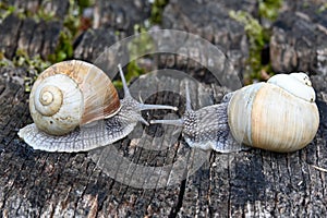 Two snails in the garden