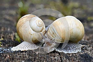 Two snails in the garden